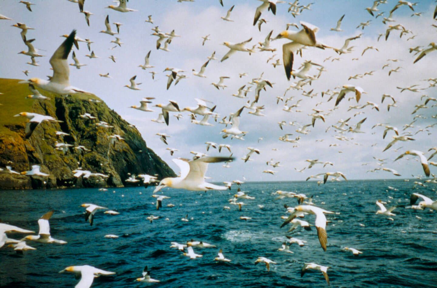 Seabird populations crashing because of climate pollution 2