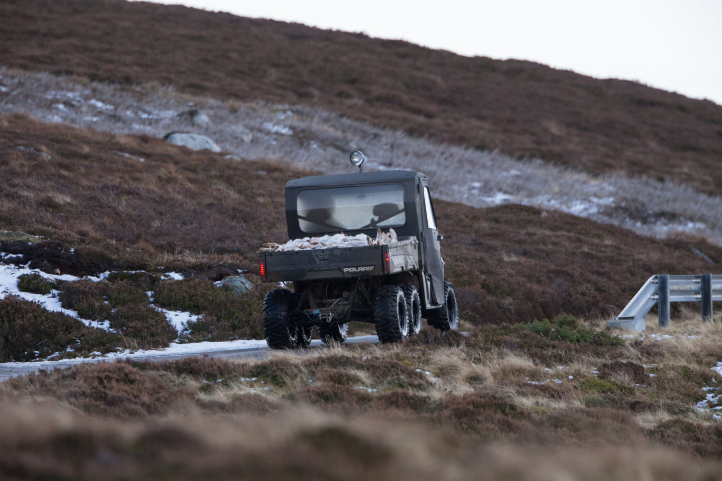 mountain hares