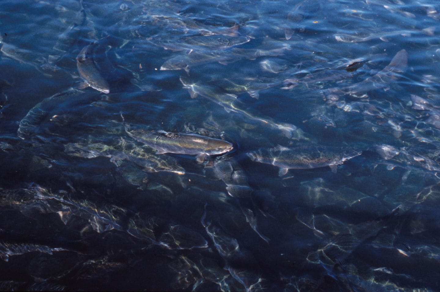 Scottish fish farms using cancer-linked embalming fluid as disinfectant