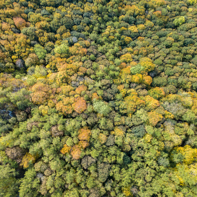 Native Forest, Perthshire