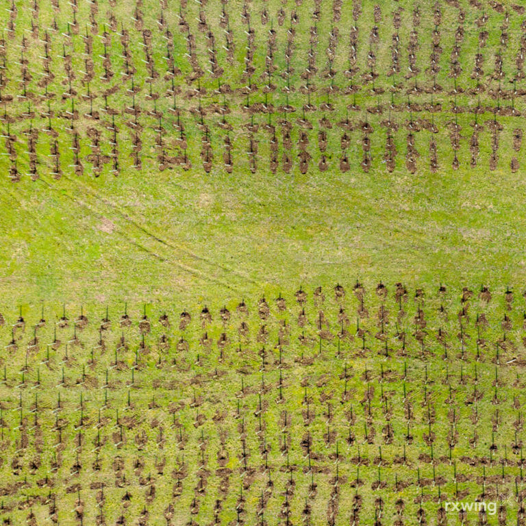 Replanting, Perthshire