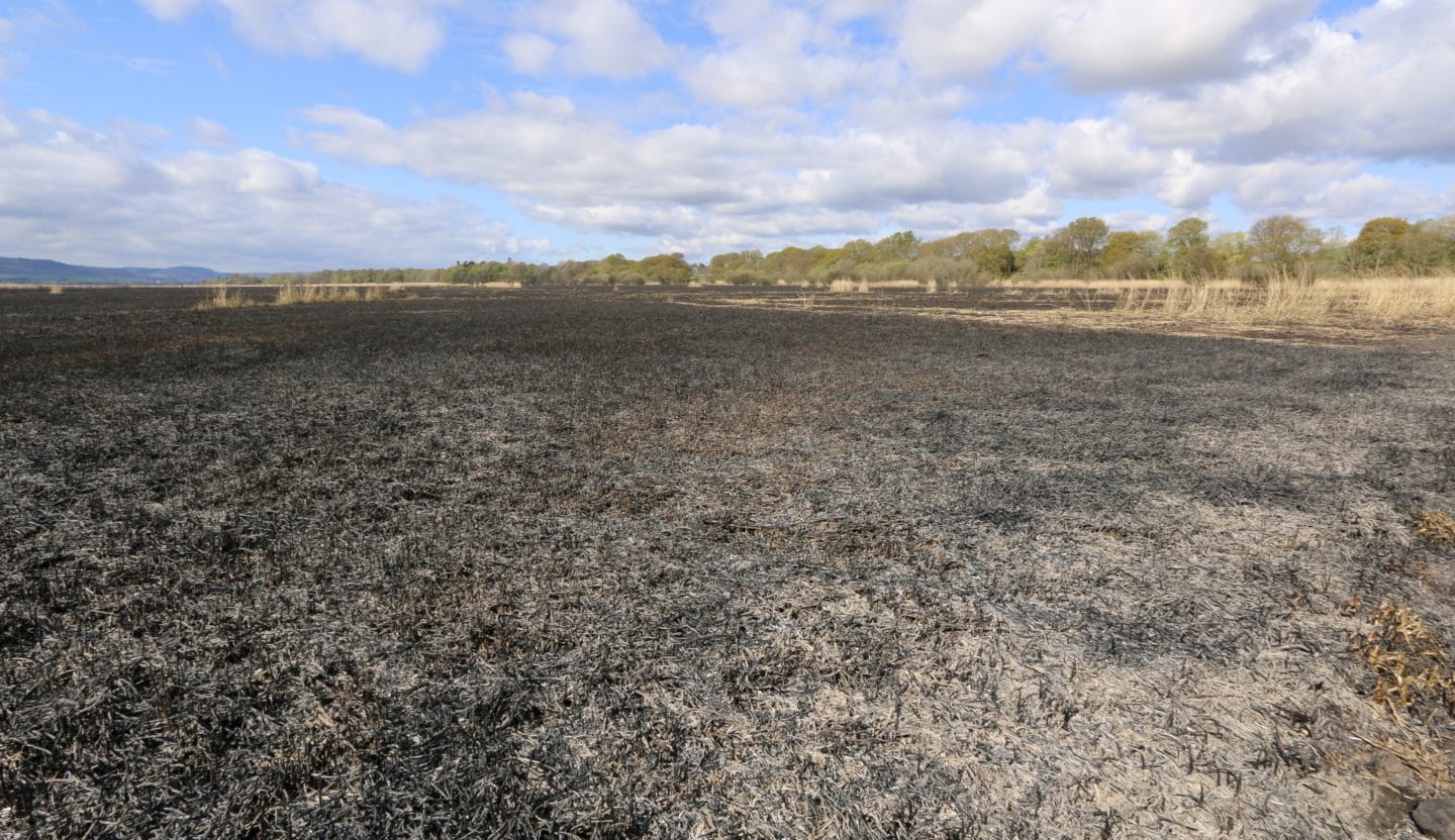 Rare birds ‘devastated’ by huge wildfire in Tayside