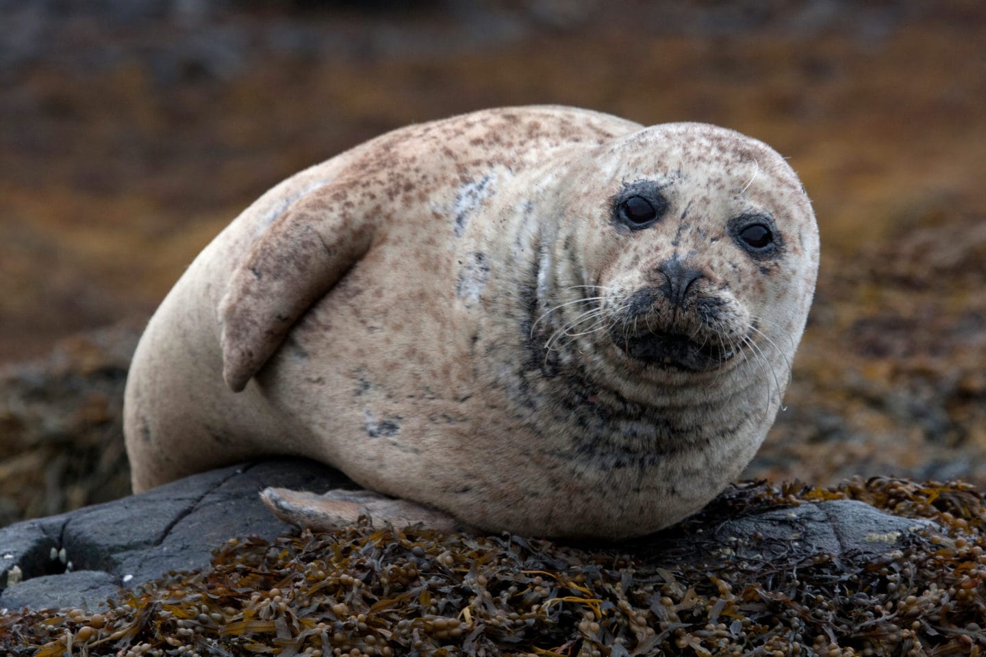 Seal shooting at fish farms doubles before ban