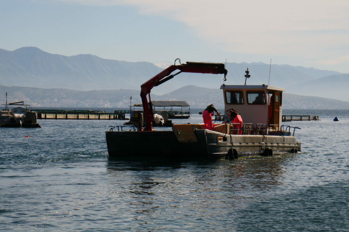 Ocean desolation: how fish farm pollution is killing marine life in Greece 10