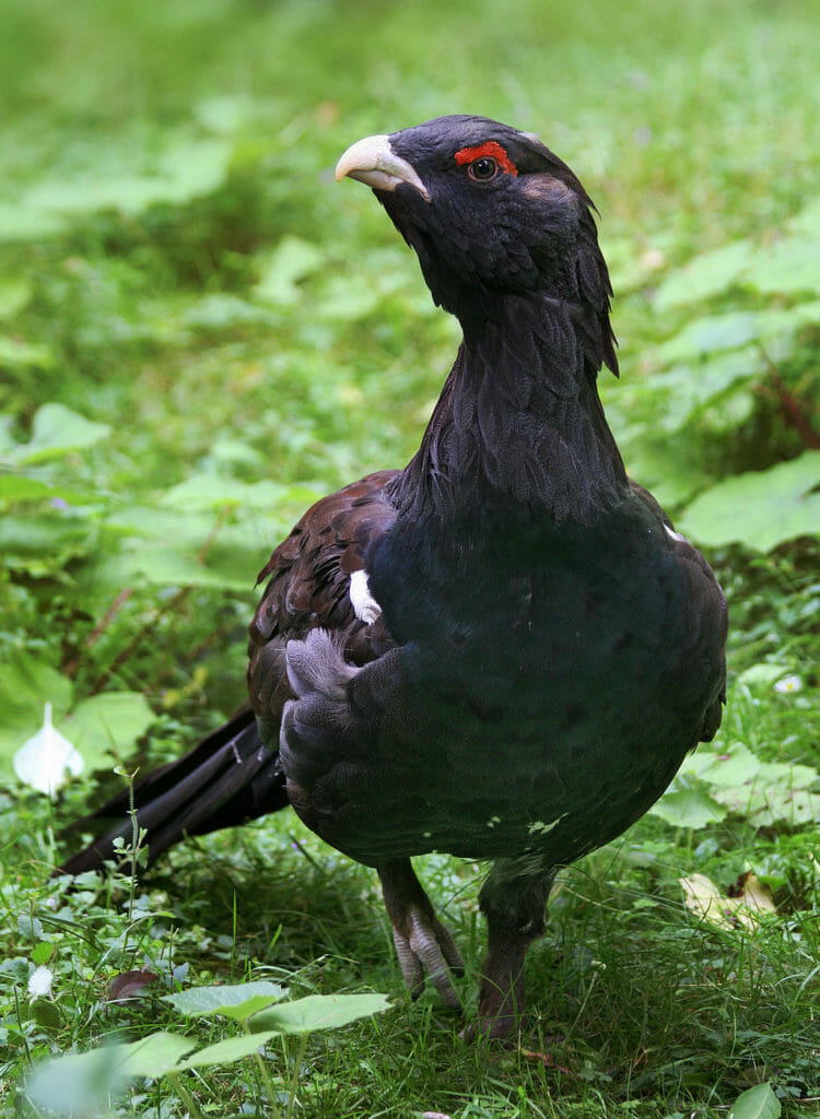 More than a thousand wildlife species and habitats in poor condition 11