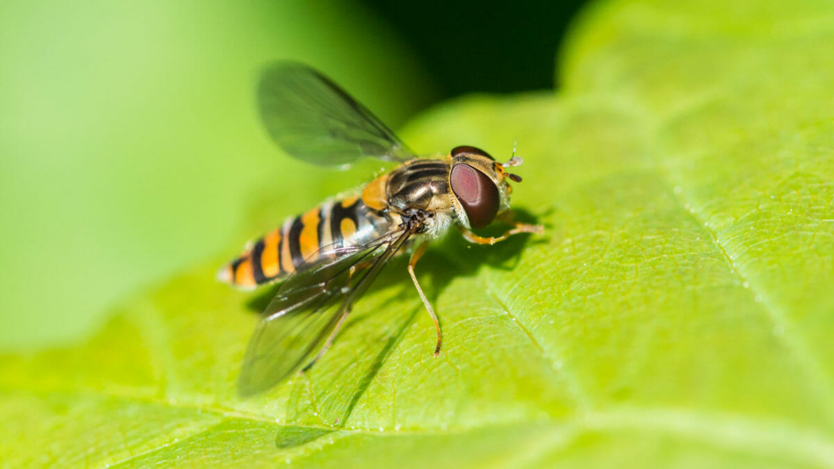 More than a thousand wildlife species and habitats in poor condition 17