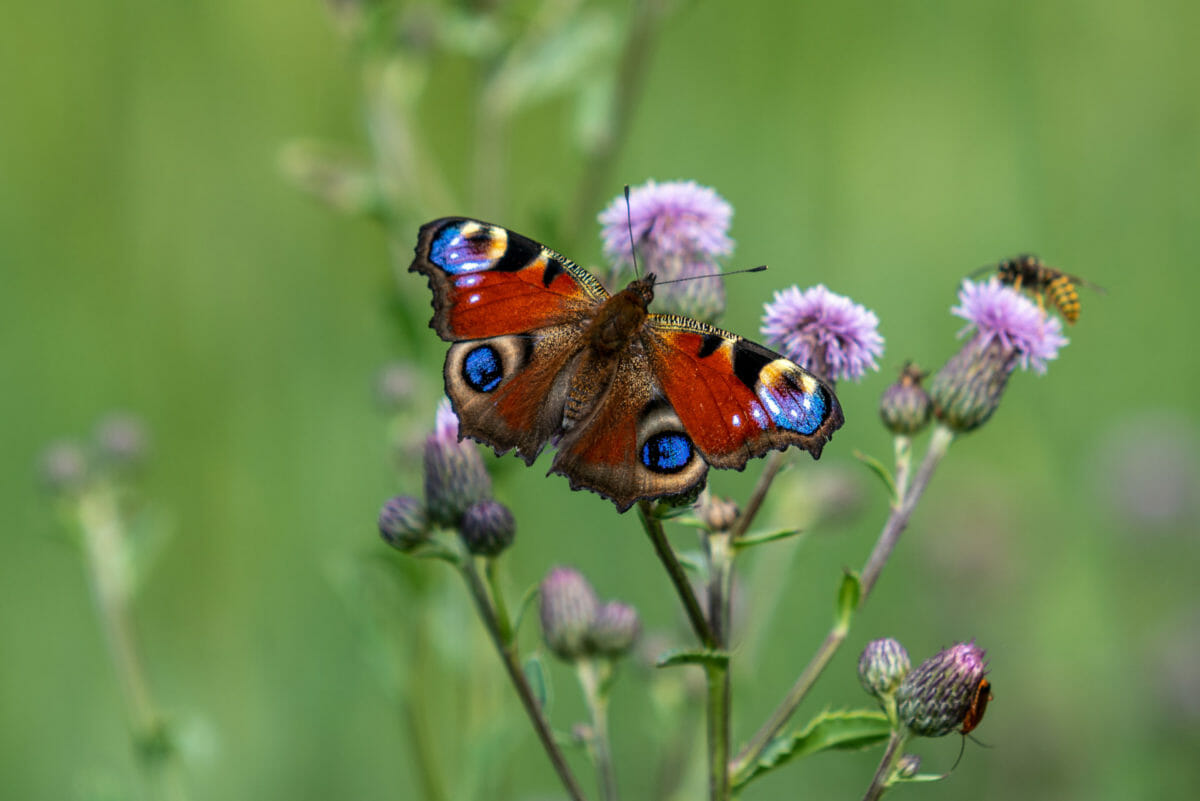 More than a thousand wildlife species and habitats in poor condition 15
