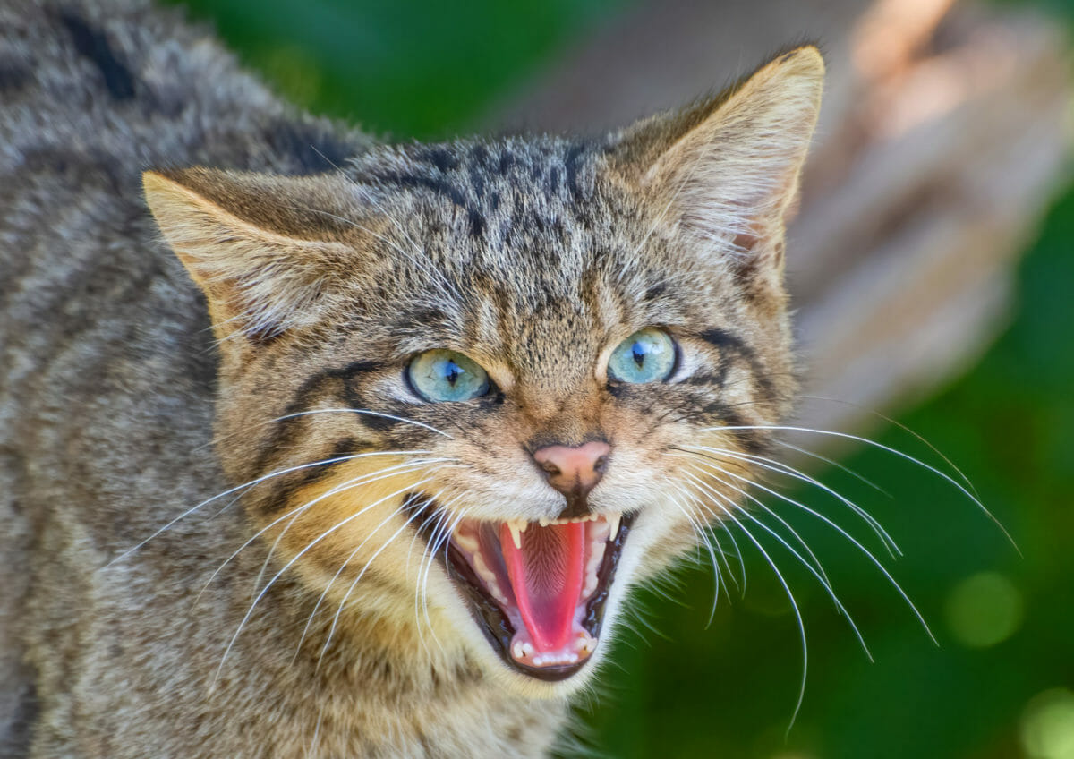 More than a thousand wildlife species and habitats in poor condition 16