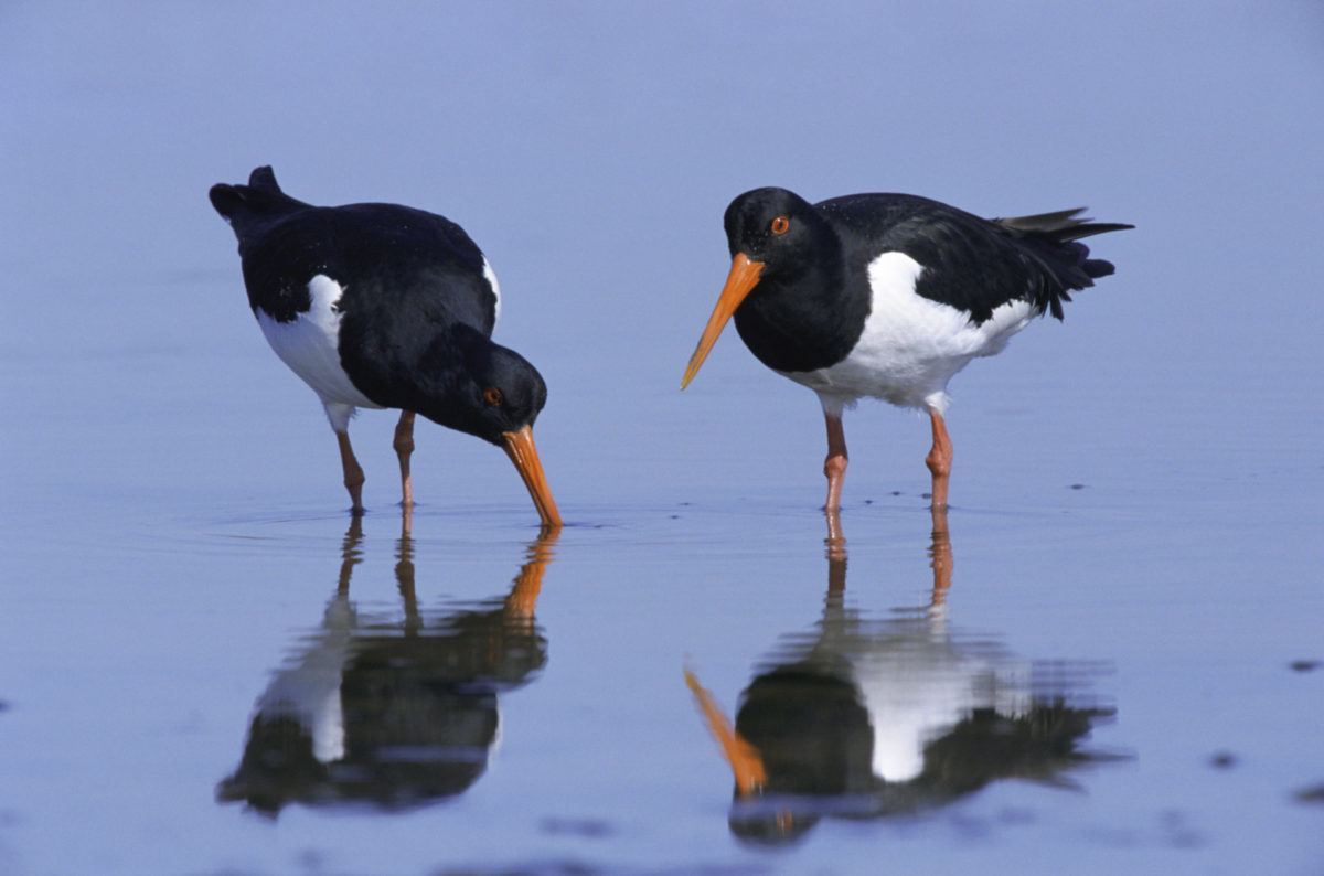 More than a thousand wildlife species and habitats in poor condition 10
