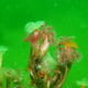 salmon farm