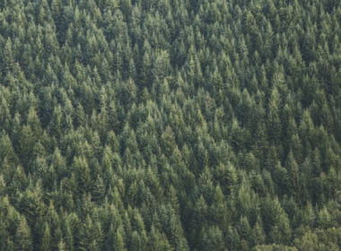'Invasive' sitka spruce threaten Scottish species and habitats, say experts 9