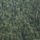 'Invasive' sitka spruce threaten Scottish species and habitats, say experts 12