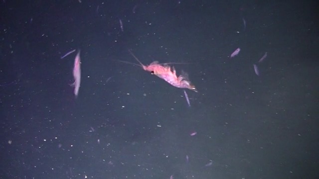 Antarctic krill fishing boosted by fish farming 7