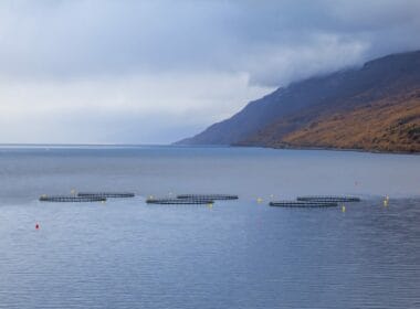 New government 'sustainable' fish farming strategy lacks green targets, say critics 7