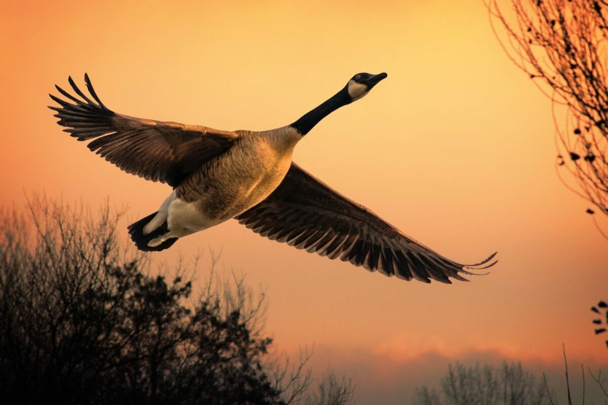Nearly 50,000 animals licensed to be killed by NatureScot 7