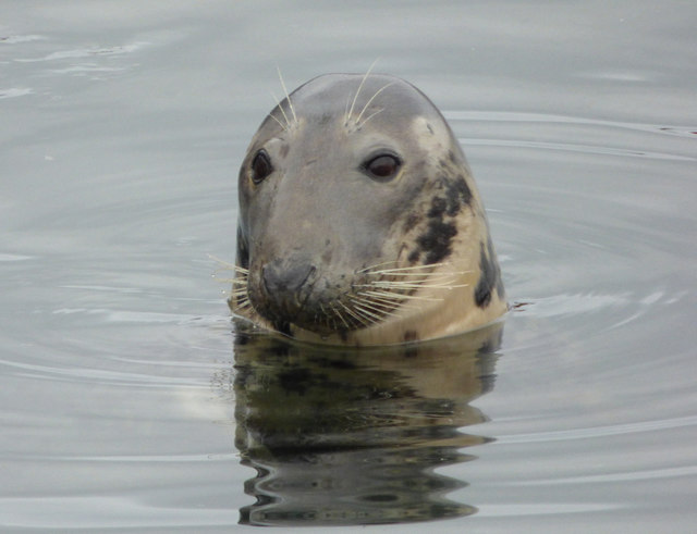 Nearly 50,000 animals licensed to be killed by NatureScot 6