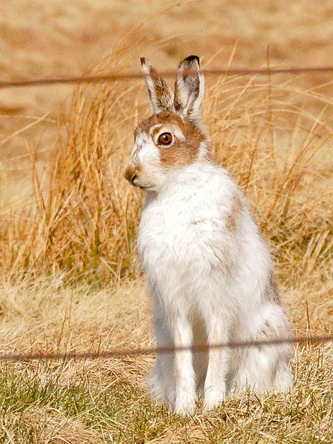 Nearly 50,000 animals licensed to be killed by NatureScot 8