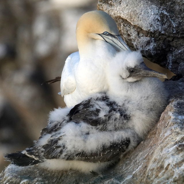 Nearly 50,000 animals licensed to be killed by NatureScot 9