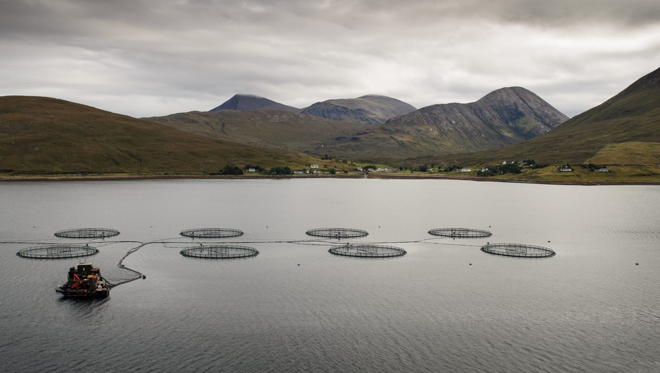 Lawyers accuse Scottish Government of 'causing illegality' at fish farms