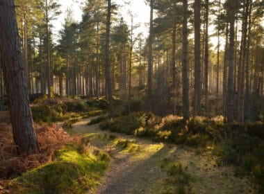 Scotland's forests dominated by estates, investors and absentee owners, says report 1