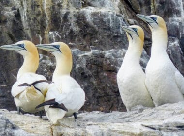 Bird flu pushes ‘globally important’ Scottish seabirds into decline 9