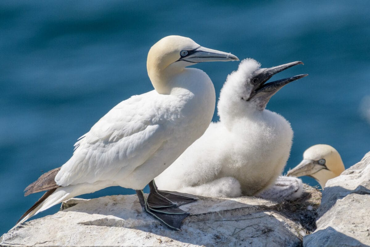 Marine protection: The Scottish species in decline 11
