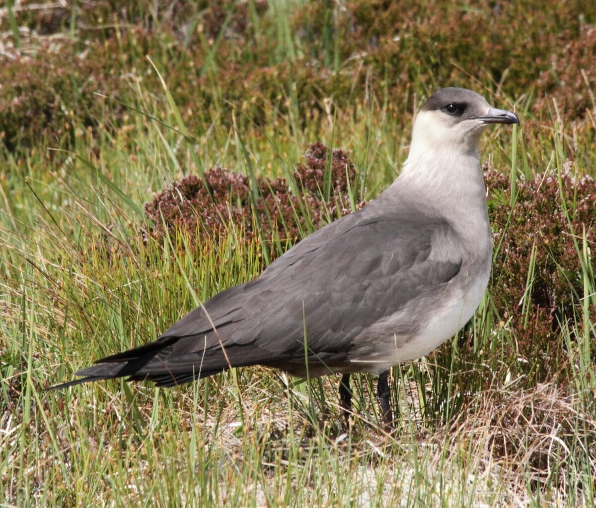 Bird flu pushes ‘globally important’ Scottish seabirds into decline 8