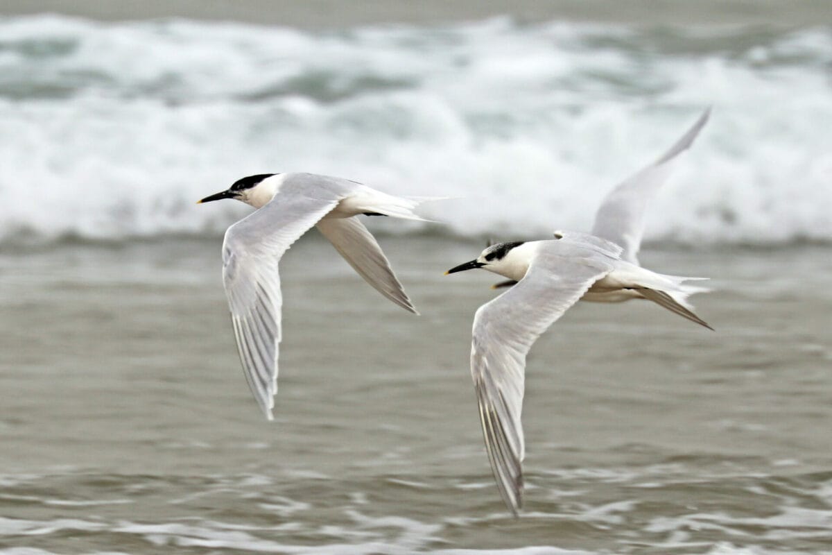 Bird flu pushes ‘globally important’ Scottish seabirds into decline 7