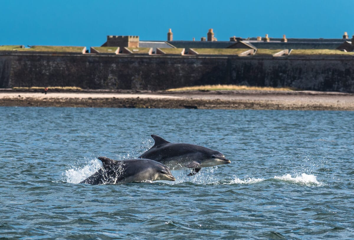 Blog: Scotland's Seas In Danger 8