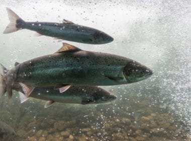 cancer chemical fish farms