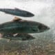 cancer chemical fish farms