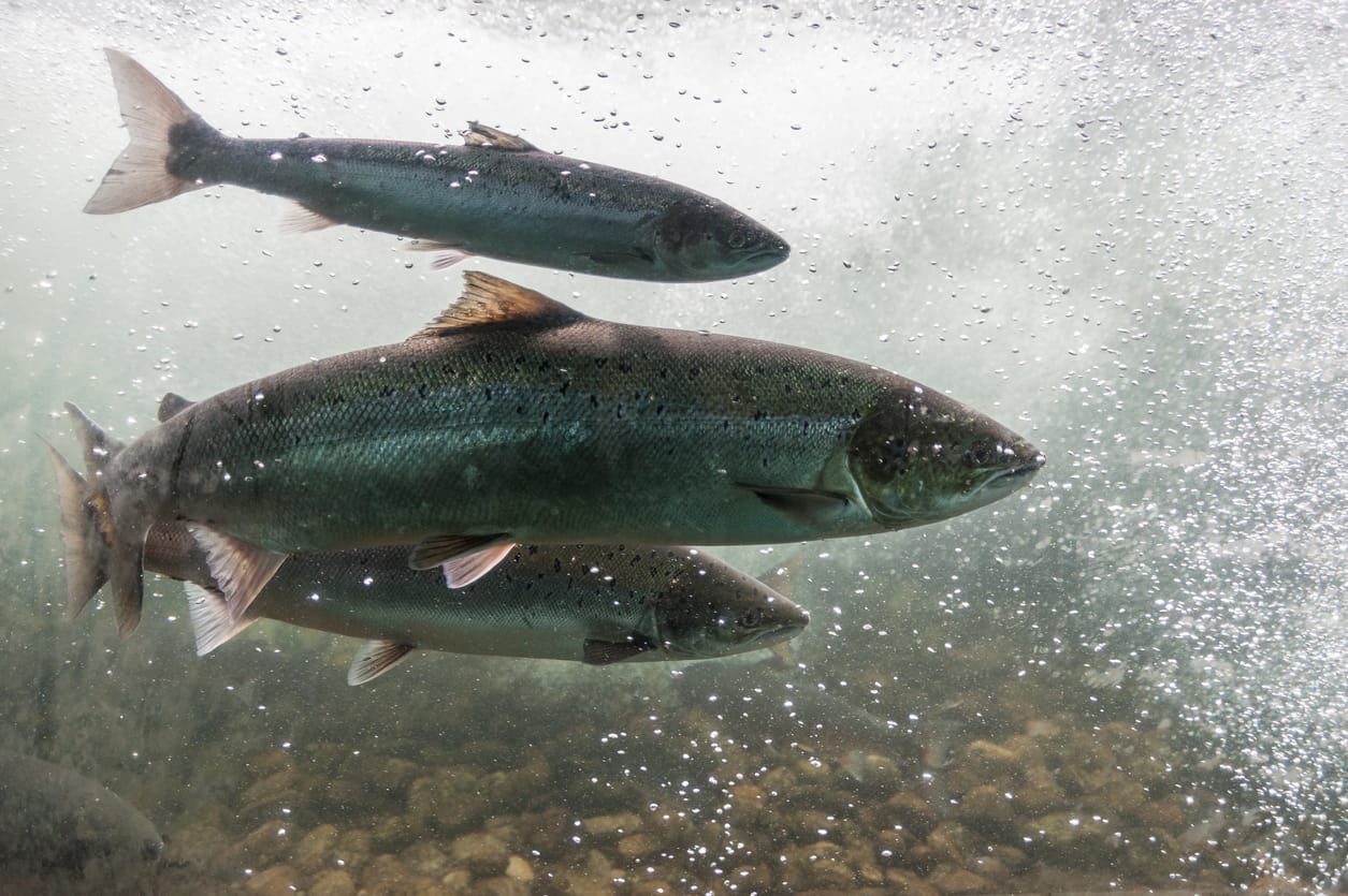 Norwegian firm’s plan for UK’s first deep-sea salmon farm off Shetland prompts concerns