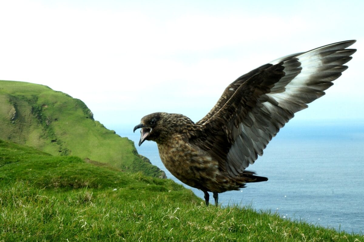 Marine protection: The Scottish species in decline 12
