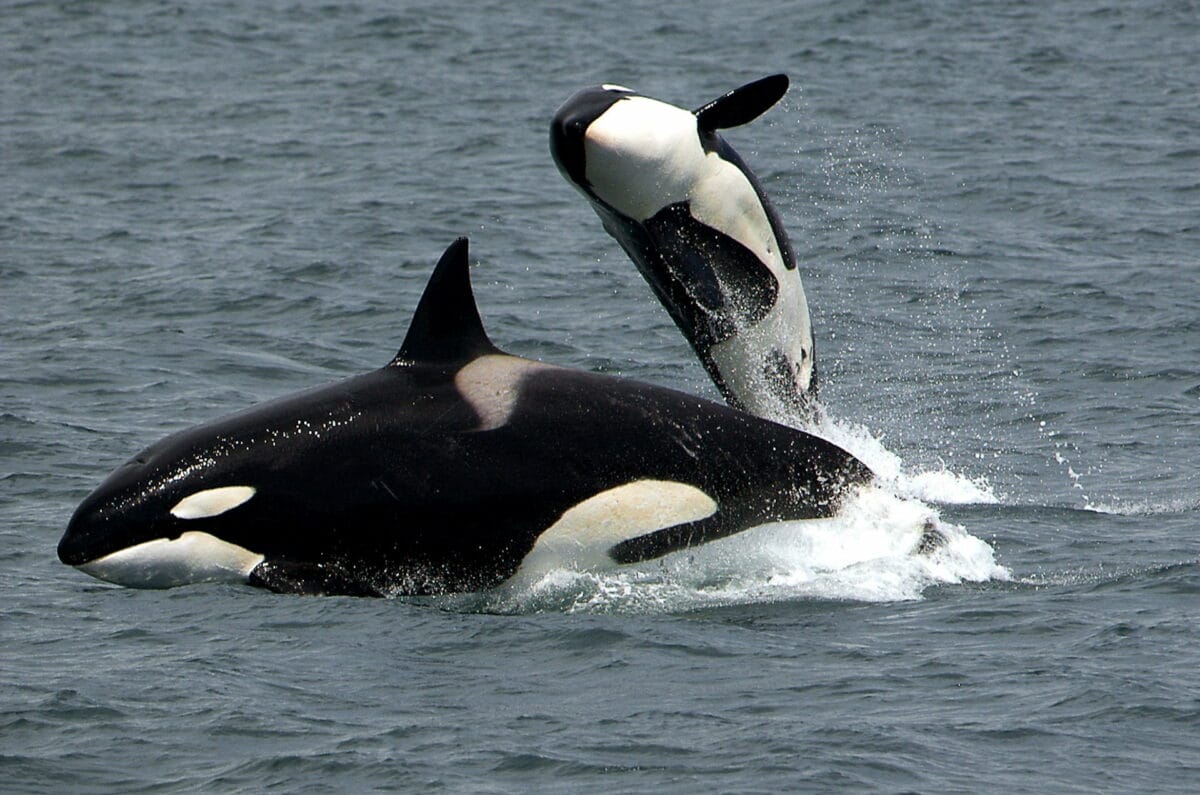 Marine protection: The Scottish species in decline 19