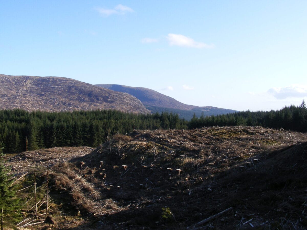 Non-native trees dominate Galloway forest at centre of would-be national park 10