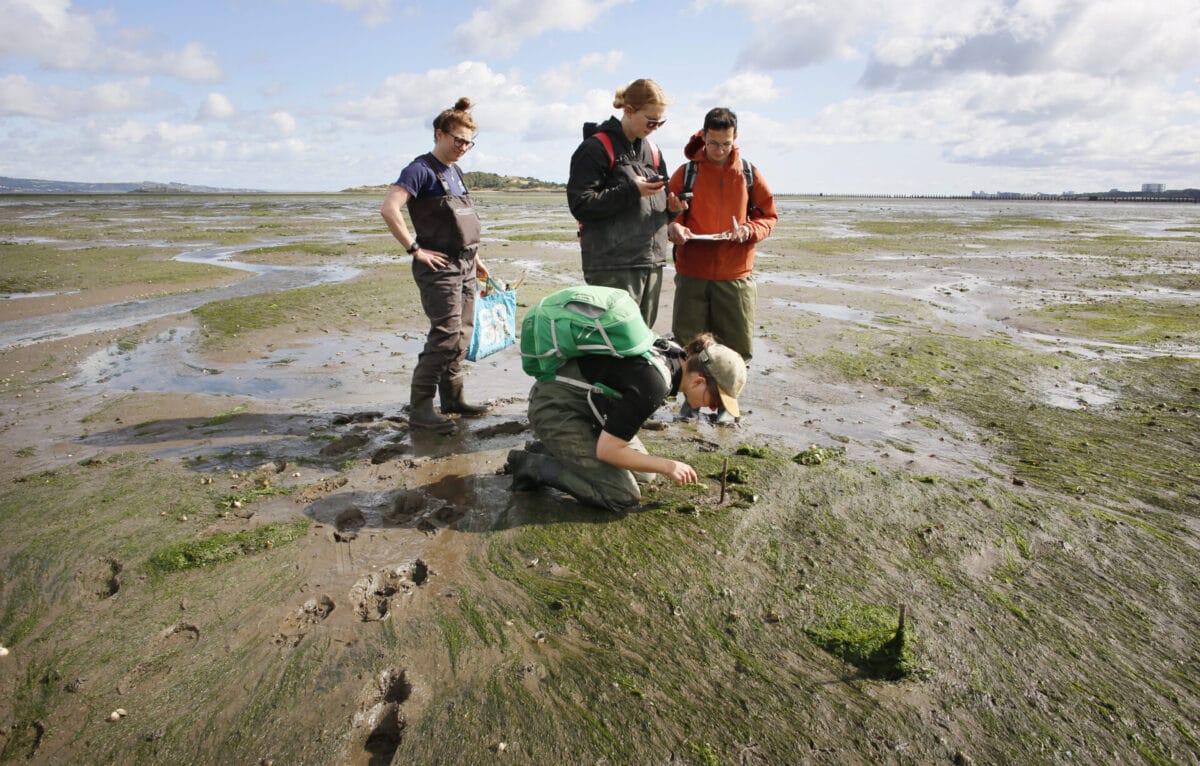 Lungs of the ocean: The underwater 'weed' that could help Scotland tackle climate change 10