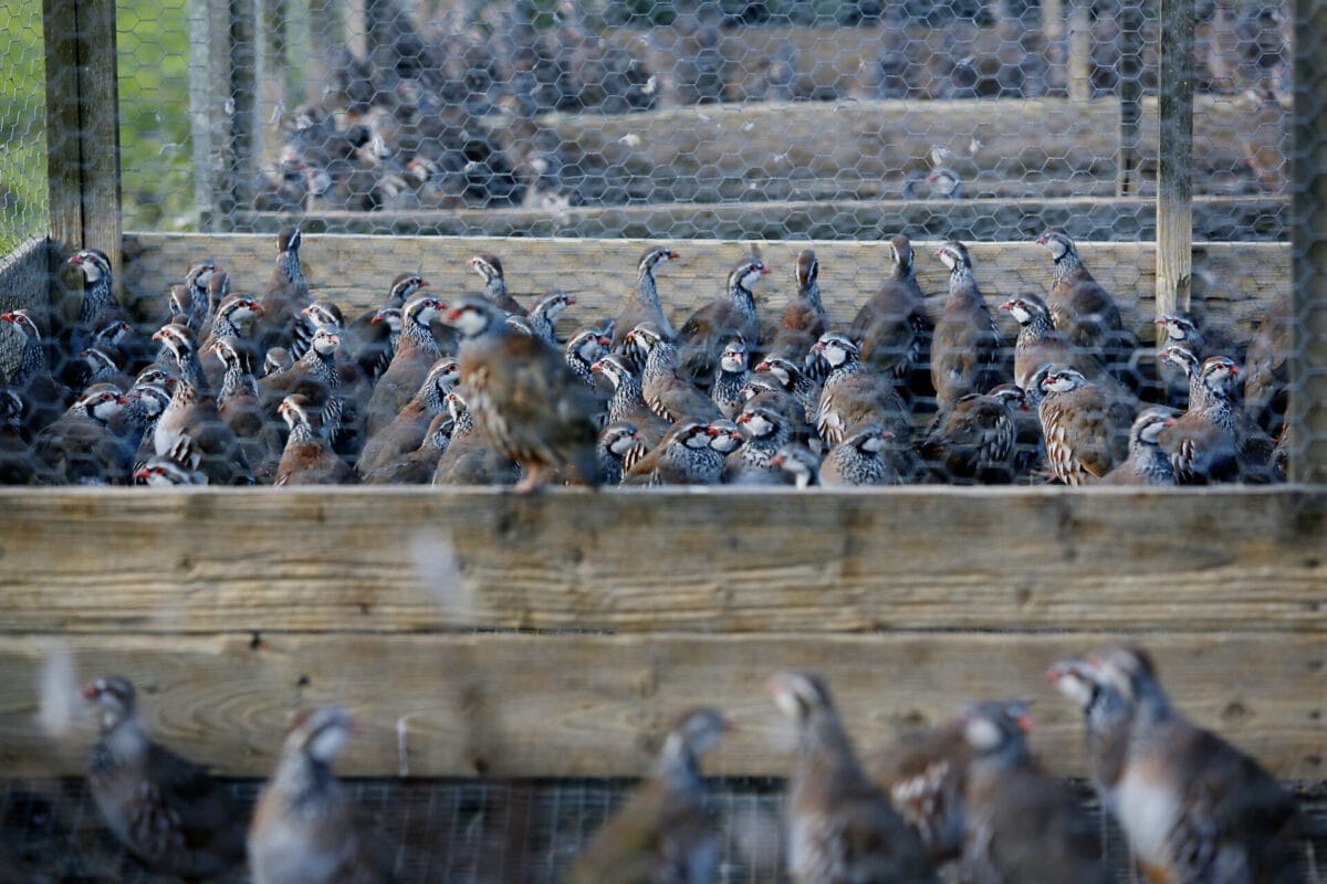Millions of gamebirds imported during record bird flu outbreak 8