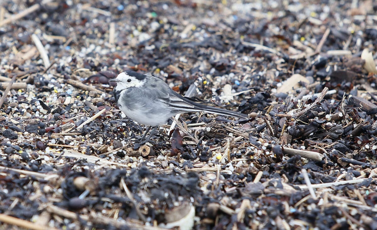Photo essay: the blight of plastic pollution 15