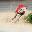 Article headline: Scots trainers racing greyhounds in England are transporting dogs “illegally” Image description: Front view of one greyhound racer running at full speed on a racetrack turn in Chatillon la Palud, France. It is wearing a red racing coat.