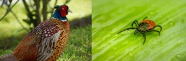 Releasing pheasants boosts Lyme disease risk, claims new study 5