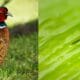 Releasing pheasants boosts Lyme disease risk, claims new study 2