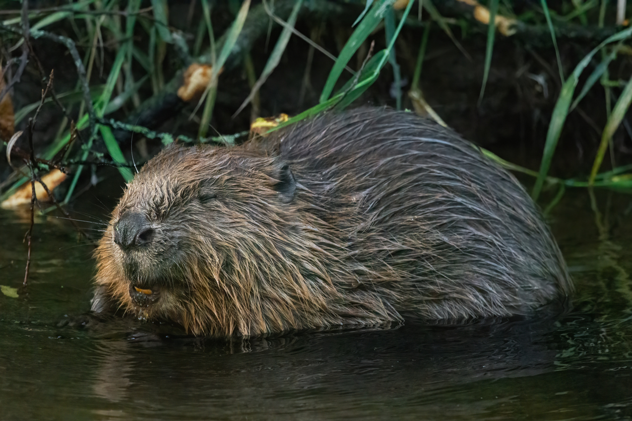 beaver