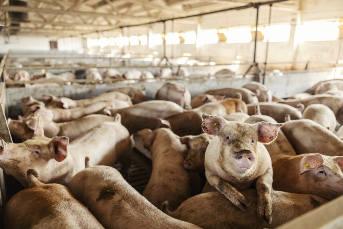 Revealed: The mega farms polluting the environment with excrement 4