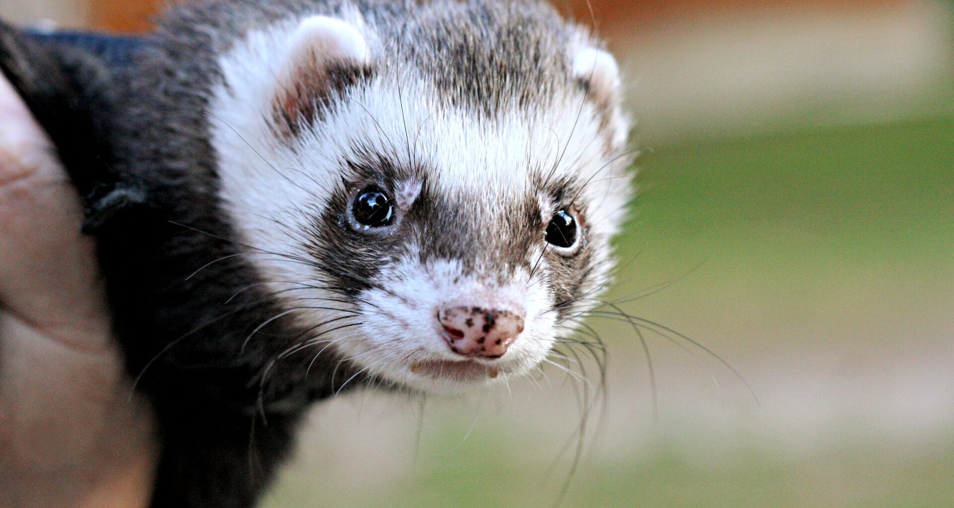 ferret