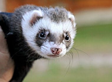 ferret