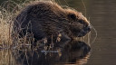 beavers