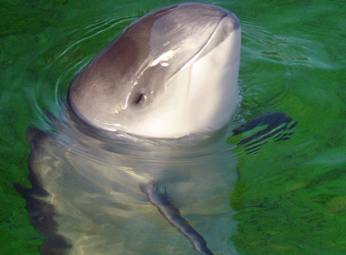 Scottish Government protecting wind farms not porpoises, say advisors 6
