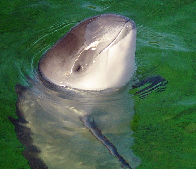 Scottish Government protecting wind farms not porpoises, say advisors 1
