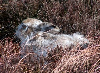 Outrage over mass killing of mountain hares 7