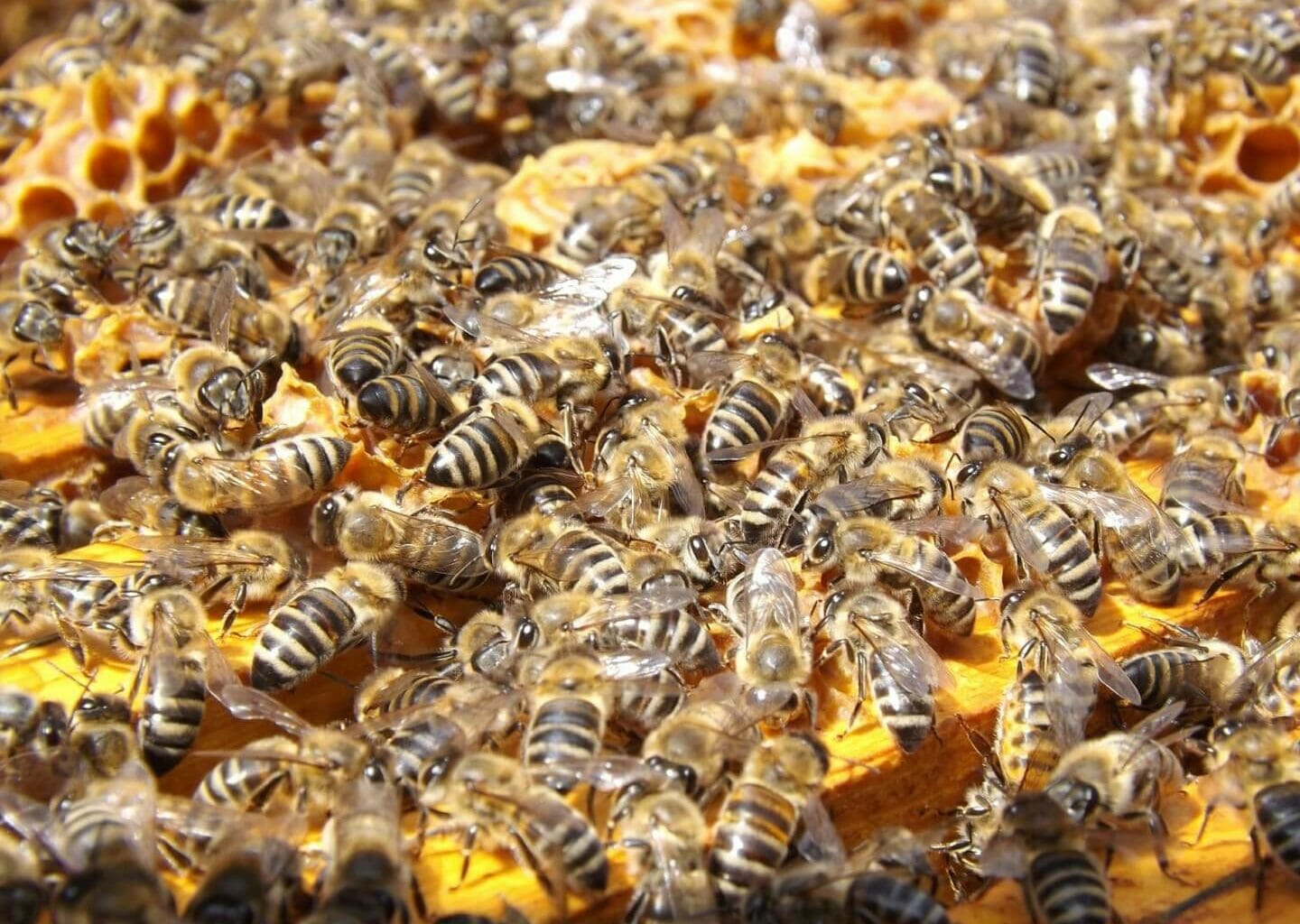 Bees slowly poisoned by pesticides, say scientists 3